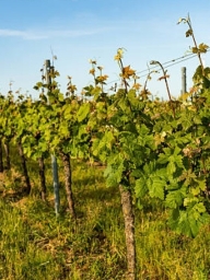 Visite commentée : Le Tour des vignes